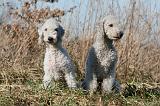 BEDLINGTON TERRIER 136